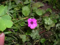 DSCI0762.jpg