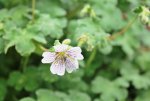 Geranium 1.jpg