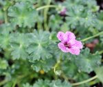 Geranium 2.jpg