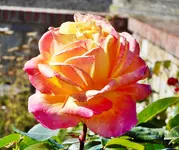 Schönheit.webp