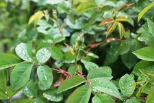 Bischofsrose 1.webp