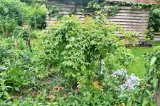 Bischofsrose 2.webp