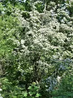 image003.webp