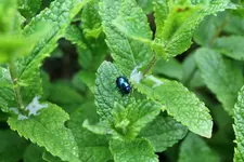 Käfer 1.webp