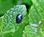 Käfer 2.webp