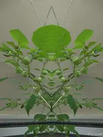 c059.webp
