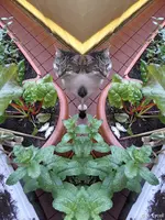 c060.webp