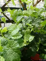 c063.webp