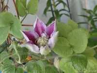c067.webp