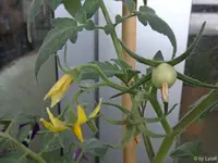 c068.webp