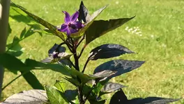 Royal Black.webp