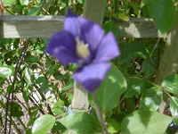P1020406Clematis.jpg