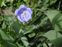 P1020404Glockenblume.jpg
