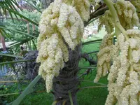 P1020403M Hanfpalme.webp