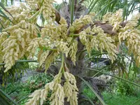 P1020402M Hanfpalme.jpg