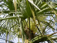 P1020400W Hanfpalme.jpg
