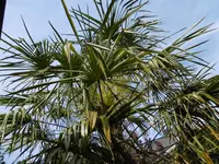 P1020399W Hanfpalme.jpg