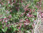 P1020407weigeli.jpg