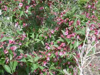 P1020407weigeli.webp