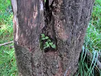 IMG_0688v.webp