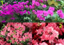 flowers-1.webp flowers-1.webp
