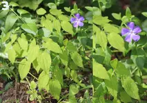 flowers-2.webp flowers-2.webp