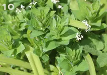flowers-8.webp