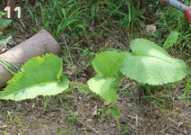 flowers9.webp