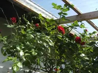 BILD9495.webp