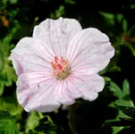 Rose 1.webp