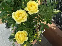 DSC04011.webp