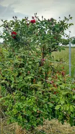 IMG_20180512_163514277_HDR.webp