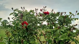 IMG_20180512_163524530_HDR.webp