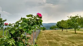 IMG_20180512_163912461_HDR.webp