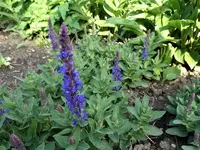 DSC04006.webp