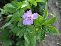 DSC04009.webp