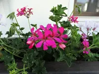 DSC04022.webp
