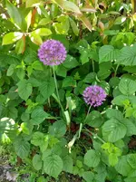 IMG_20180513_112431370.jpg