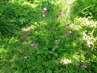 IMG_20180513_112135667.webp
