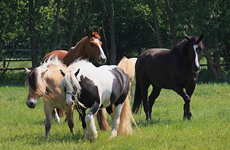 Monty und Kumpels_900.webp