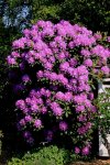 Rhodi_pink_links_unten links_Holzstoss_800.JPG