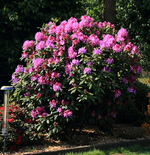 Rhodi_pink_rechts_Mitte_800.JPG