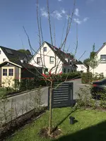 fremder Apfelbaum1.webp