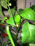 2018-05-13 Beaver Dam Frucht2.JPG