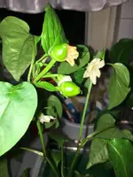 2018-05-13 Beaver Dam Frucht3.webp