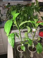 2018-05-13 Capperrino.webp