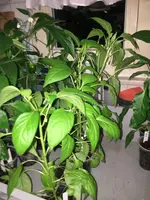 2018-05-13 P.Piquillo.webp