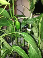 2018-05-13 PeppinoF1 Frucht.webp