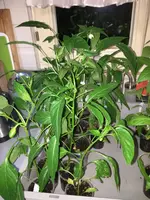2018-05-13 PeppinoF1.webp