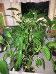 2018-05-13 PeppinoF1.JPG